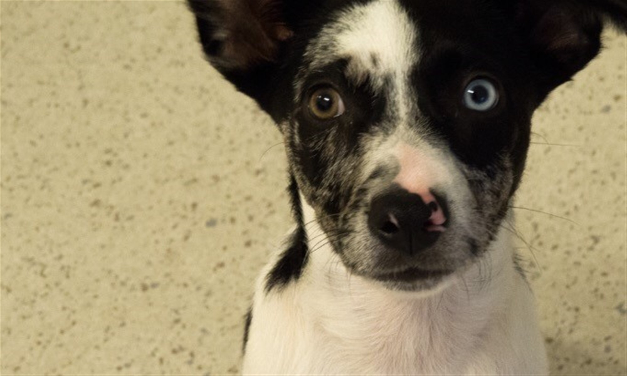 Hepsta Australian Koolie puppy